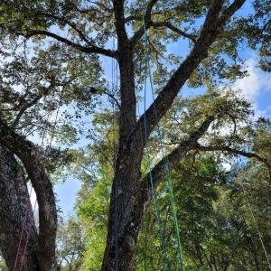 Photo of A & R Tree and Landscaping