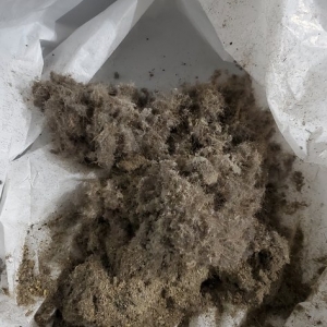 Photo of Green Plus Carpet Cleaning
