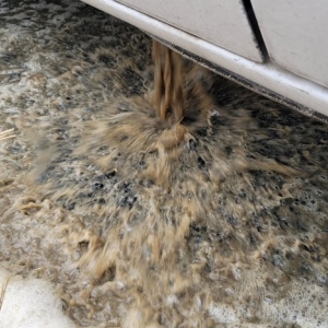Photo of The Carpet Cleaner