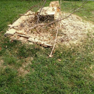 Photo of Stumps-B-Gone