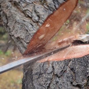 Photo of Stumps-B-Gone