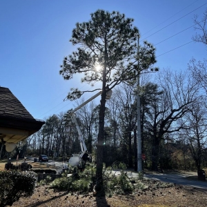 Photo of Jon's Tree Service