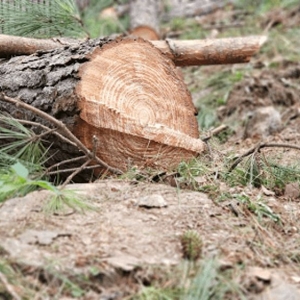 Photo of Jon's Tree Service