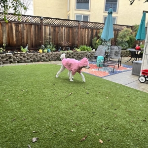 Photo of Artificial Grass Pros