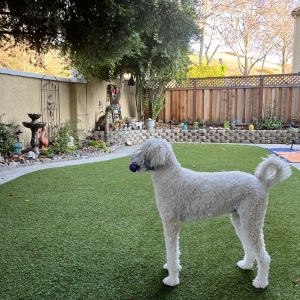 Photo of Artificial Grass Pros