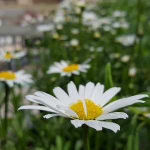 Photo of Lynde Greenhouse & Nursery and Landscape Design