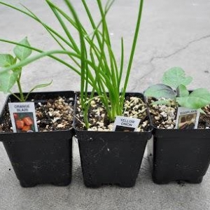 Photo of Lynde Greenhouse & Nursery and Landscape Design
