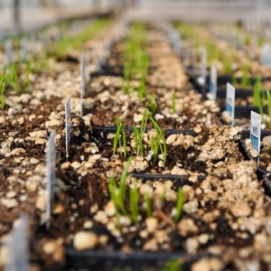 Photo of Lynde Greenhouse & Nursery and Landscape Design