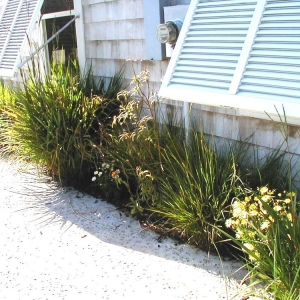 Photo of The Landscape Express