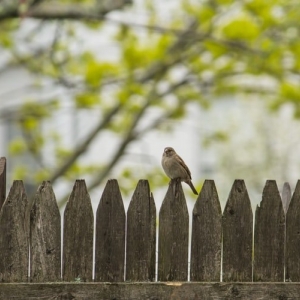 Photo of Southern Indiana Fence Painting and Repair