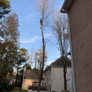 Pembroke Pines Jireh Tree Care