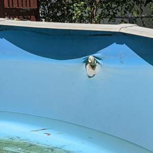Photo of Nellas Pool Cleaning