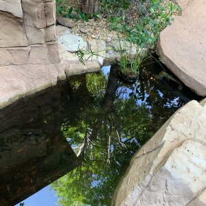 Photo of Las Vegas Koi & Water Gardens