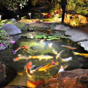 Photo of Las Vegas Koi & Water Gardens