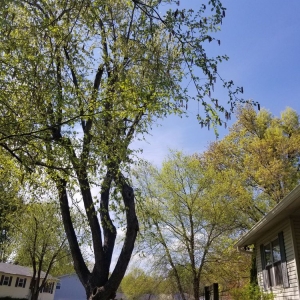 Photo of Greenworks Lawn Landscape & Trees