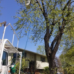Photo of Greenworks Lawn Landscape & Trees