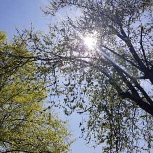 Photo of Greenworks Lawn Landscape & Trees