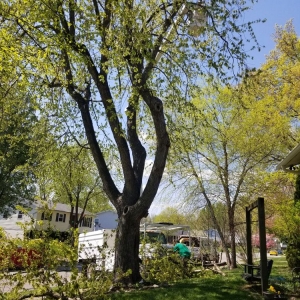 Photo of Greenworks Lawn Landscape & Trees