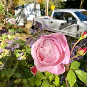 Photo of TriGem Homes & Gardens