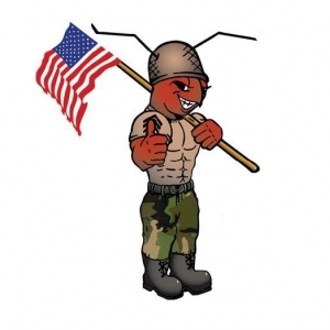 Photo of Army Ant Moving