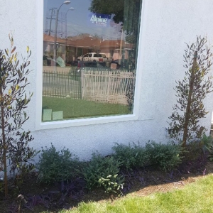Photo of Princess Windows