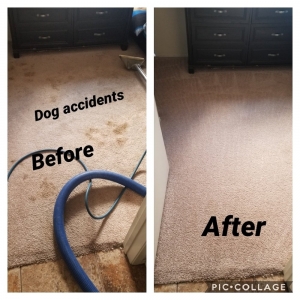 San Diego Cactus Carpet Cleaning