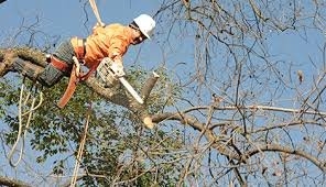 Photo of North Hills Tree Service