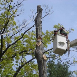 Photo of North Hills Tree Service