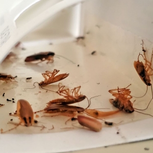 San Jose Artec Pest Control