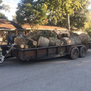 Photo of Landyn Tree's