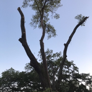 Photo of Landyn Tree's