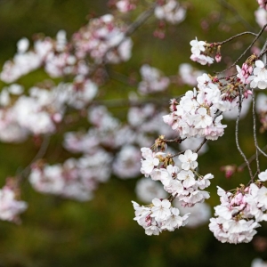 Photo of Hakone Estate and Gardens