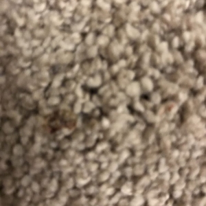 Photo of American Heritage Carpet & Floor Cleaning