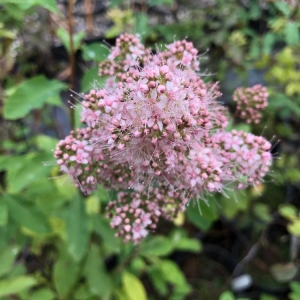 Photo of Garden Ecology
