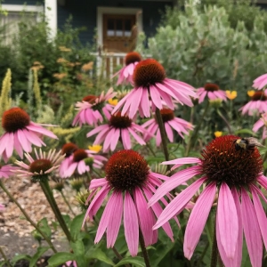 Photo of Garden Ecology