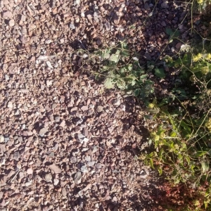 Photo of Rockwell Landscape Maintenance