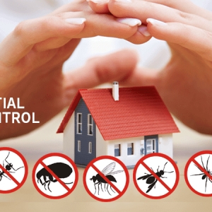 Photo of Budget Pest Control