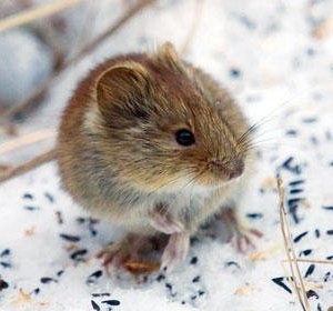 Photo of Budget Pest Control