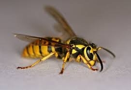 Photo of Budget Pest Control