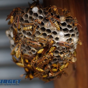 Photo of Budget Pest Control