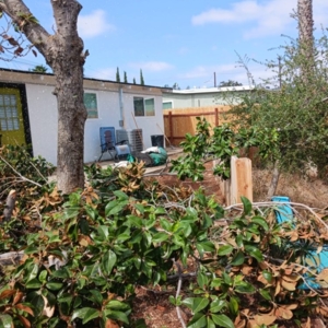 Photo of Kaos Landscaping