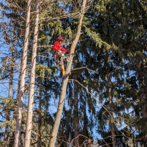 Photo of Crawford Tree & Landscape Services