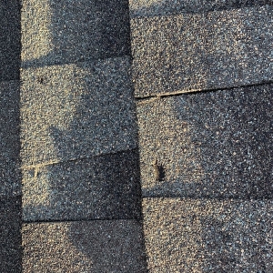Photo of Pitch Perfect Roofing and General Contractors