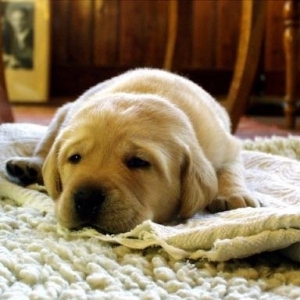 Photo of FL Carpet cleaners
