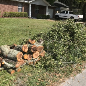 Photo of Fast Cut Tree Service