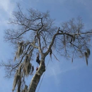 Photo of Fast Cut Tree Service