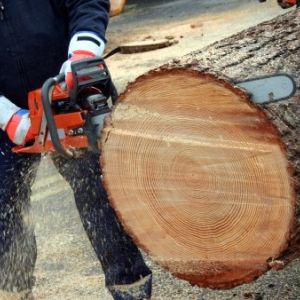 Photo of Fast Cut Tree Service