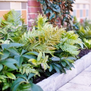 Photo of Plants Creative Landscapes