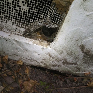 Photo of Done Right Rodent Proofing