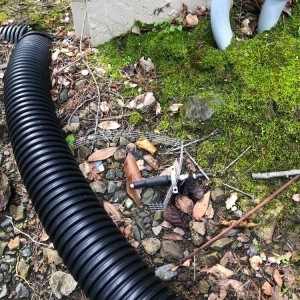Photo of Done Right Rodent Proofing